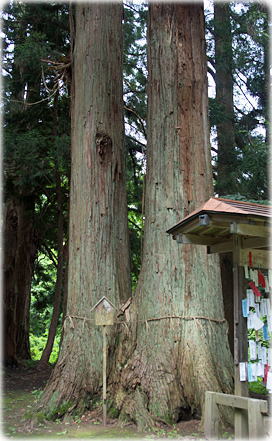 画像：居土熊野宮の夫婦杉