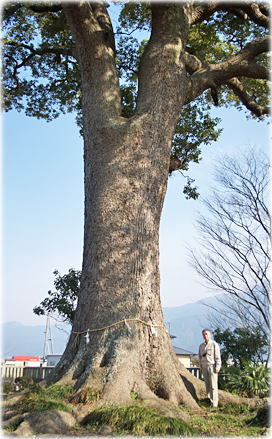 画像：蕪崎神社のクスノキ（幹と並ぶ）
