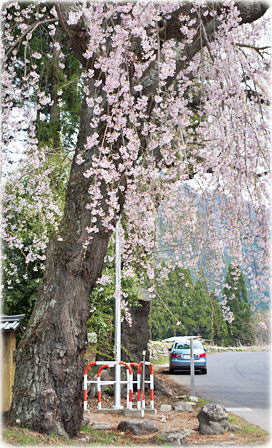 画像：亀倉神社の桜