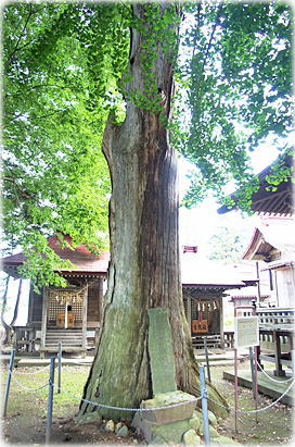 画像：日吉神社の姥杉