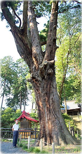 画像：清水寺の杉（幹と並ぶ）