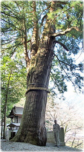 画像：八柱神社の杉（幹と並ぶ）