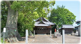 画像：鷺の森神社のクスノキ