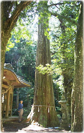 画像：河内神社の大杉（幹と並ぶ）