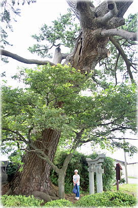 画像：下塚の松（幹と並ぶ）
