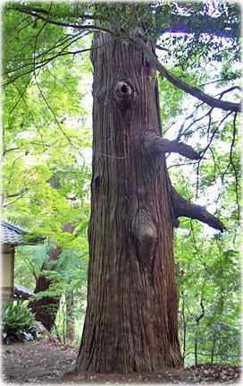 画像：菅田金比羅神社の杉（南側のスギ）
