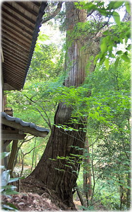 画像：菅田金比羅神社の杉（北側のスギ）