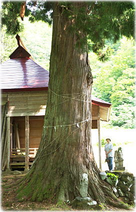 画像：十二神社の大杉（幹と並ぶ）