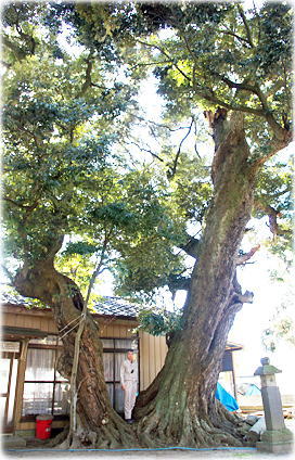 画像：高浜神社のスダジイ（幹と並ぶ）