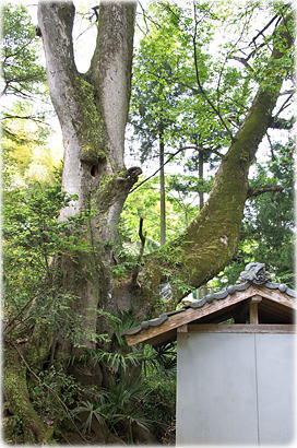 画像：高森三島神社のケヤキ