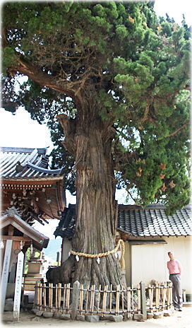 画像：大宮八幡神社のイブキ（幹と並ぶ）