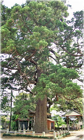 画像：安興寺の大杉