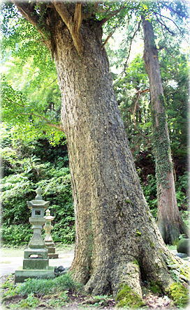 画像：青沢神社のイチョウ