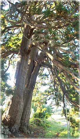 画像：菩薩寺のしだれ杉