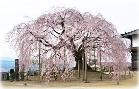 画像：麻績の里舞台桜（全景）