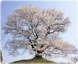 画像：行人塚の芋うえ桜（全景）