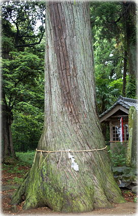 画像：松之郷八坂神社のスギ