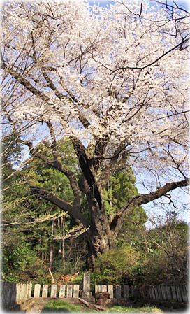 画像：細野の彼岸桜