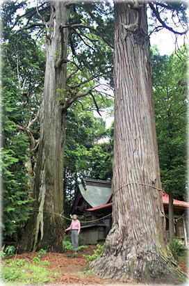画像：稲葉山神社のスギ（幹と並ぶ）