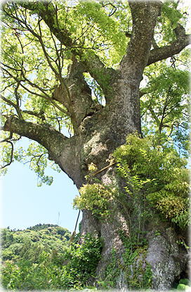 画像：上三原の大樟