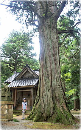 画像：軽井川諏訪神社の大杉（幹と並ぶ）