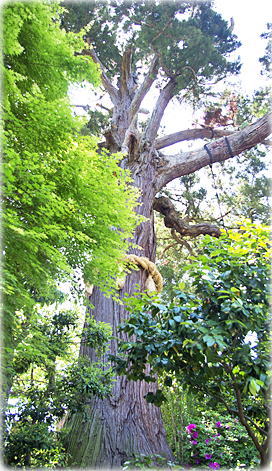 画像：妙照寺の杉樹