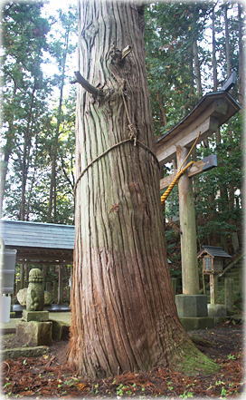 画像：五所神社の大杉