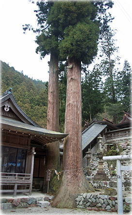 画像：河分神社の夫婦杉