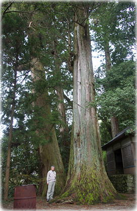 画像：小松原住吉神社の大杉（幹と並ぶ）