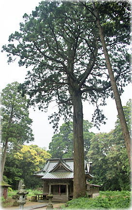 画像：宮本熊野神社のスギ