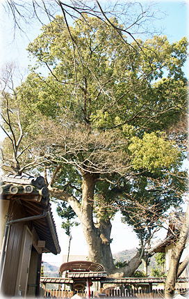 画像：丹生神社の樟樹