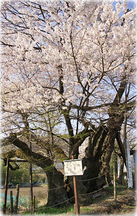 画像：行田の彼岸桜