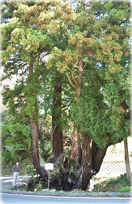 画像：大井戸の杉（幹と並ぶ）