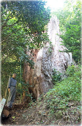 画像：金峰神社の大杉（幹と並ぶ）