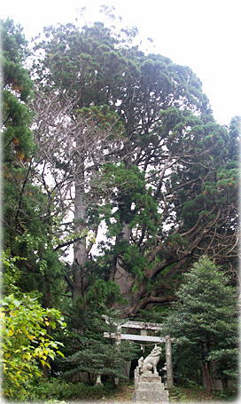 画像：稲荷神社の大杉