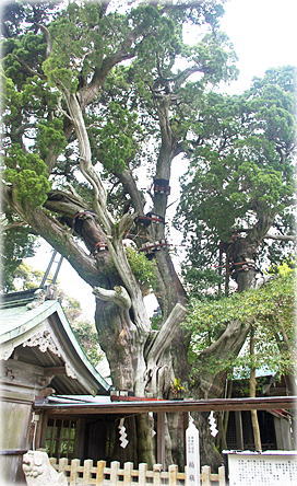 画像：潮崎本之宮神社のビャクシン