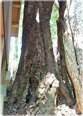 画像：しらかしの老大樹（やや下方のシラカシ）