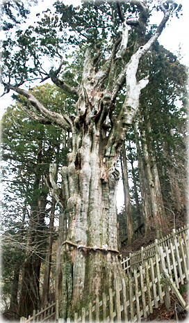 画像：玉置神社の「神代杉」