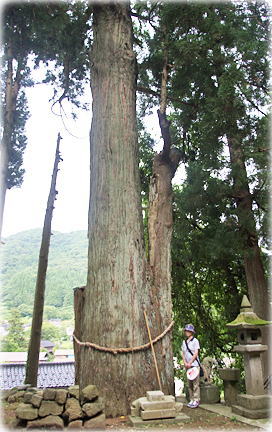 画像：谷根神社のスギ（幹と並ぶ）