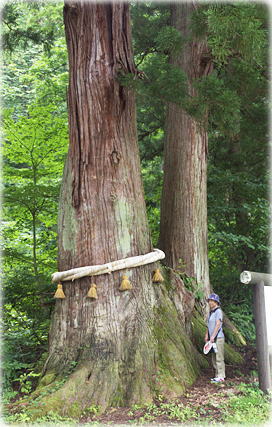 画像：杜々の森の大杉（幹と並ぶ）