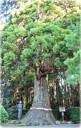 画像：牛尾神社の安産杉（幹と並ぶ）