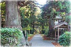 画像：牛尾神社参道と安産杉