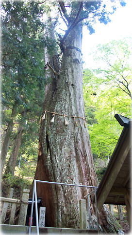 画像：青玉神社の夫婦杉