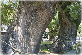 画像：諫早神社のクスノキ（１〜３号(樹））