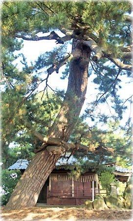 画像：神道寺諏訪神社のクロマツ