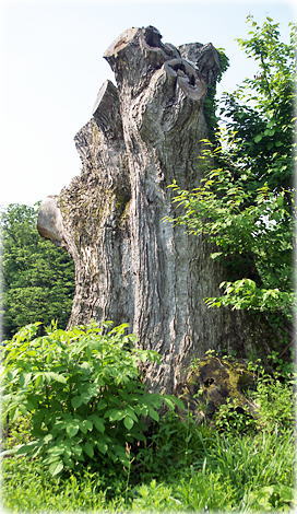画像：木ノ下のコナラ