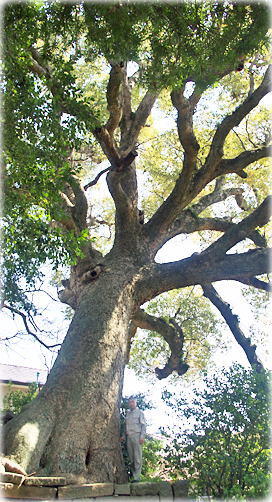画像：木下家の大楠（幹と並ぶ）