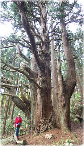 画像：小岩内の姥杉（幹と並ぶ）