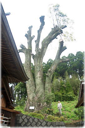 画像：小黒川若宮神社のクスノキ（幹と並ぶ）