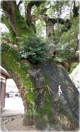 画像：松原神社のクスノキ